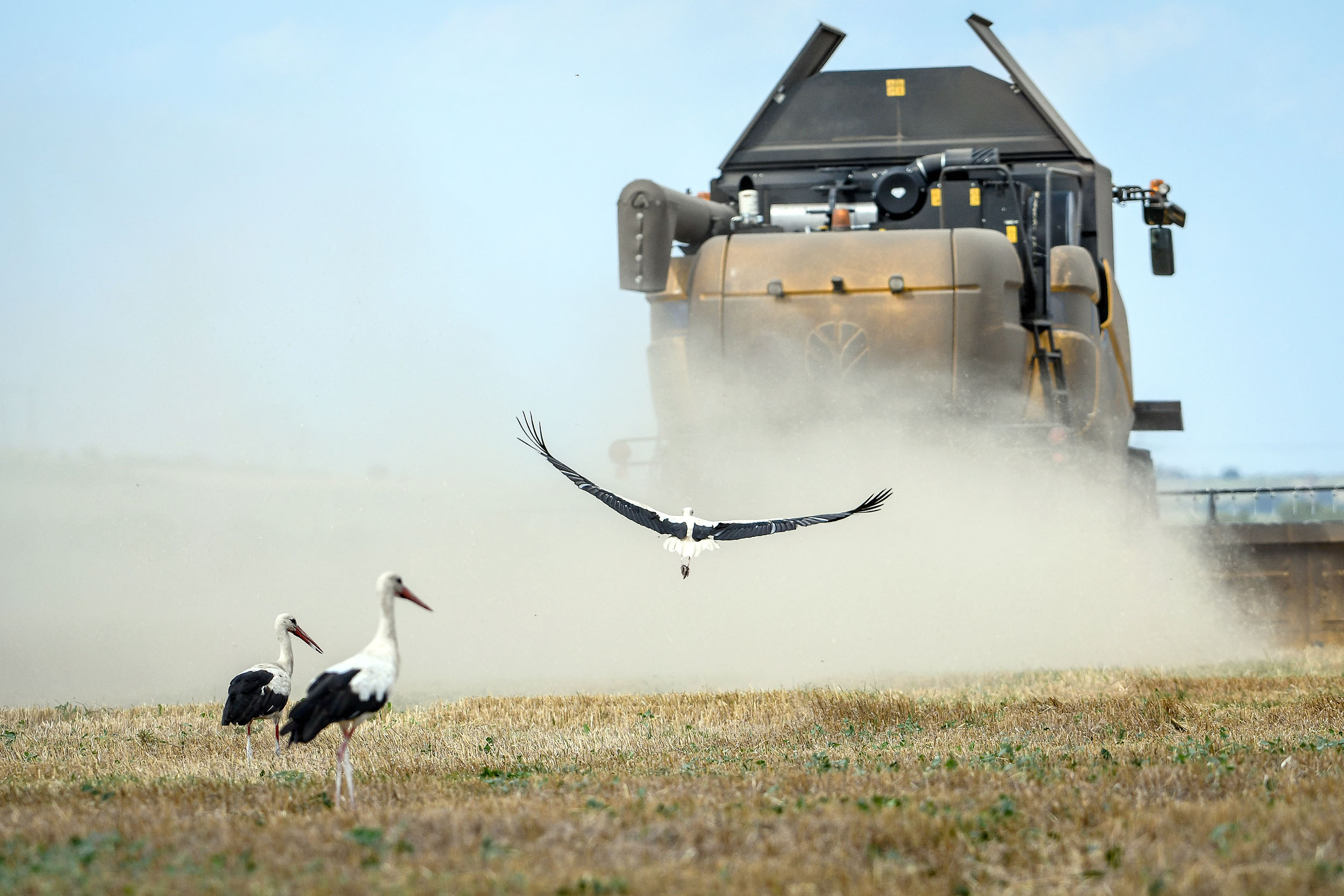 ZAPORIZHZHIA REGION, UKRAINE - JULY 26, 2021 - White storks forage on grain in the field near the Molochna River during the harvest season, Tokmak district, Zaporizhzhia Region, southeastern Ukraine.