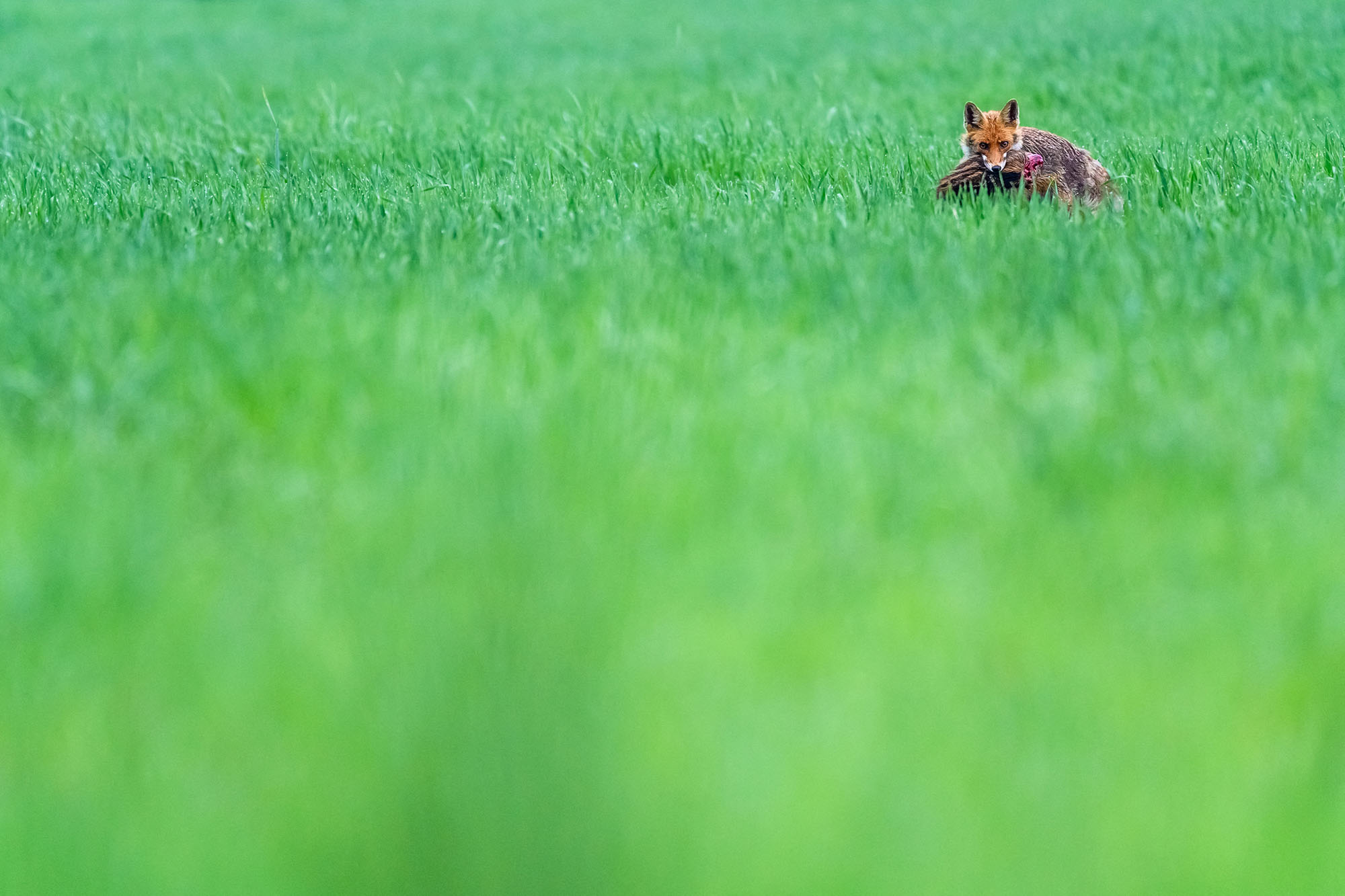 Red fox (Vulpes vulpes) with its prey in a field, Slovakia (Photo by Ervin Horesnyik / Biosphoto / Biosphoto via AFP)