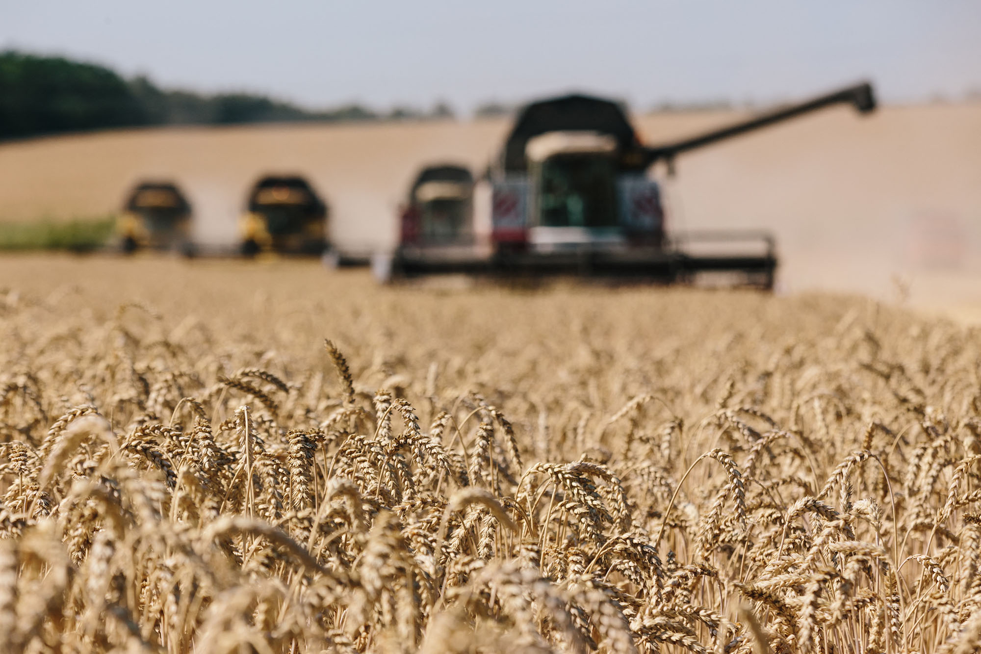 Harvesters in the field. Harvesting combines in the fields of Novovodolazhsky district of Kharkiv region, Ukraine on July 25, 2017. Pakhomenko / NurPhoto / NurPhoto via AFP)