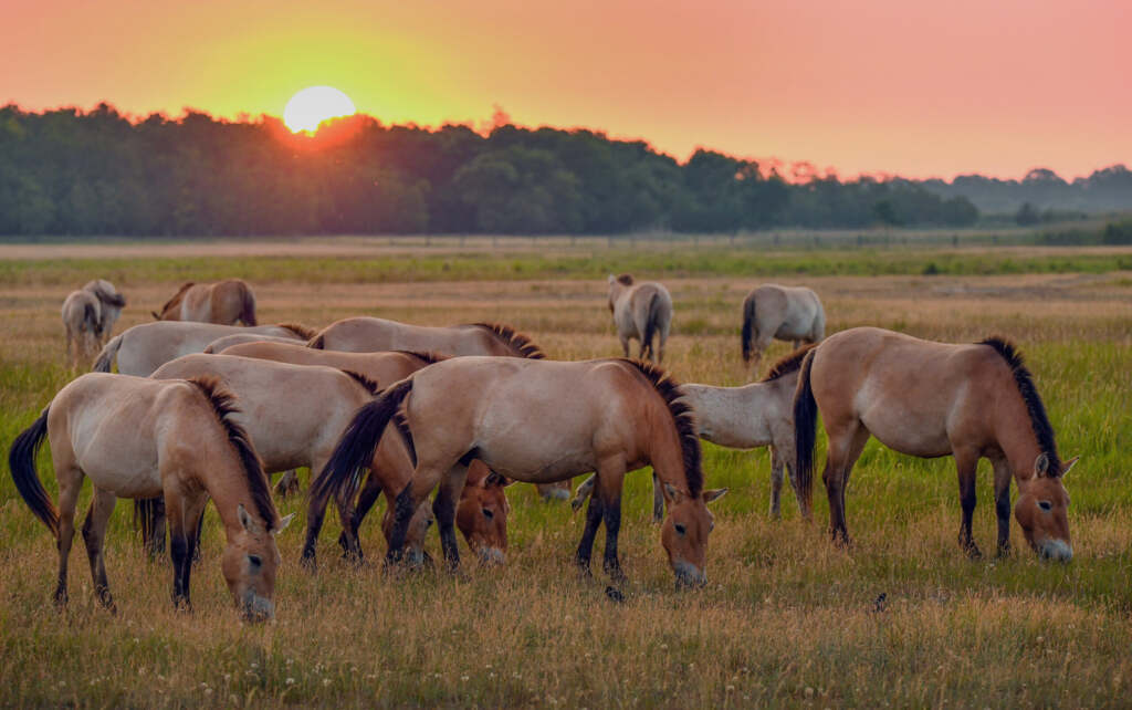 Przewalski-lovak a Hortobágyon